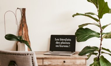 Les bienfaits des plantes au bureau !